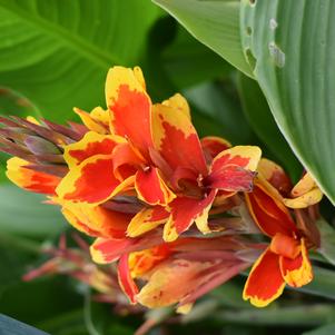 Canna 'Cannova® 'Red Golden Flame''