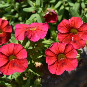 Calibrachoa 'Bloomtastic 'Red''