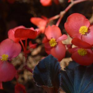 Begonia 'Surefire® 'Cherry Cordial™ ''