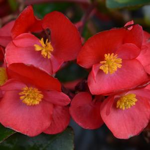 Begonia 'Surefire® 'Red''