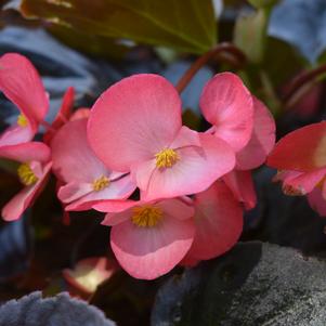 Begonia 'Megawatt™ 'Rose Bronze Leaf Improved''