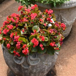 Begonia 'Double Up® 'Red''