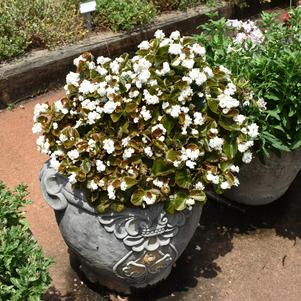 Begonia 'Double Up® 'White''