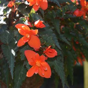 Begonia 'Orange Lantern'