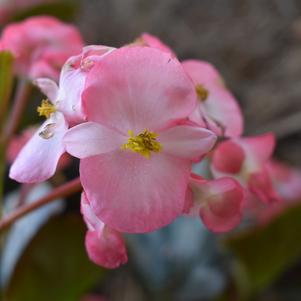 Begonia x benariensis 'Big® 'Pink Bronze Leaf''