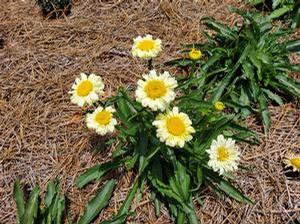 Leucanthemum maximum 'Sweet Daisy 'Izabel''