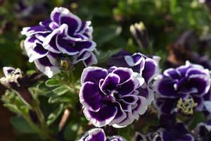 Petunia ''Frosted Sapphire''