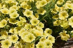 Petunia 'Supertunia Mini Vista® 'Yellow''