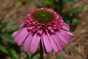 Echinacea 'SUNDIAL™ 'Pink''