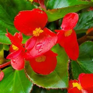 Begonia 'BIG® 'Red Green Leaf''