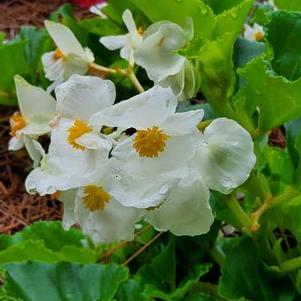 Begonia 'BIG® 'White Green Leaf''