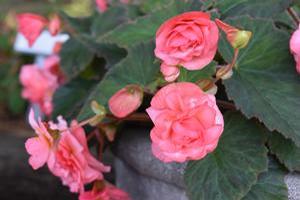 Begonia 'Double Delight® 'Blush Rose''