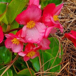 Begonia 'Megawatt™ 'Rose Green Leaf''