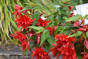Begonia Boliviensis 'Rivulet® 'Deep Rose''