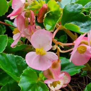 Begonia- Spreading Begonia 'Hula™ 'Pink''