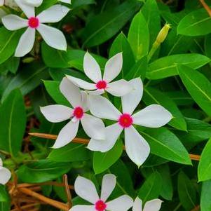 Catharanthus 'Soiree Kawaii® 'White Peppermint''