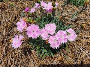 Dianthus 'EverBloom™ 'Watermelon Ice''