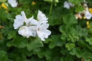 Pelargonium 'Calliope® 'Large White''