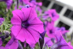Petunia 'DuraBloom® 'Electric Lilac''