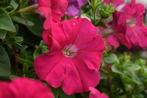 Petunia 'Cheerful 'Rose''