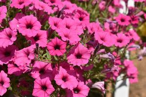 Petunia 'Supertunia Mini Vista® 'Hot Pink''