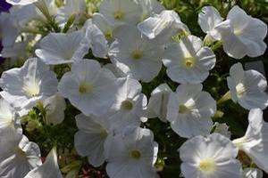 Petunia 'Supertunia Mini Vista® 'White''