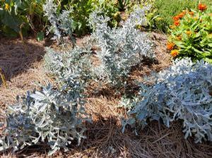 Artemisia ''GardenGhost™''