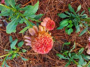 Echinacea 'CARA MIA™ 'Coral''