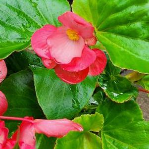 Begonia 'Dragon Wing® 'Pink''