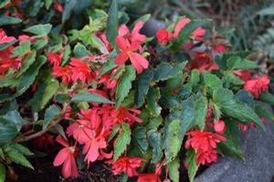 Begonia Boliviensis 'Rivulet® 'Double Red''