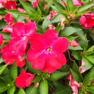 Impatiens 'Prime Red'