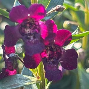 Angelonia 'Black'