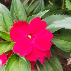 Impatiens x hybrida hort 'Vigorous Red'