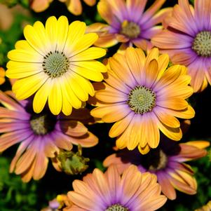 Osteospermum 'Hawaii Sunset Mix'