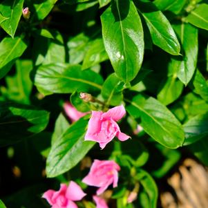 Vinca 'Double Pink Improved'