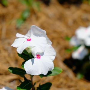 Vinca 'Polka Dot'