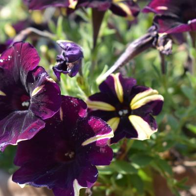 Petunia 'Yellow 2025 (Intrinsa®)'
