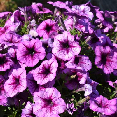 Petunia hybrida 'Purple Vein'