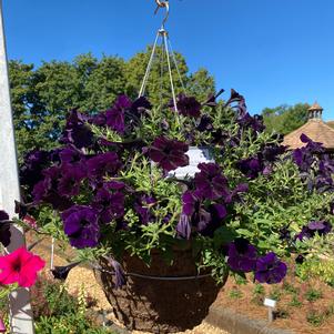 Spreading Petunia 'Navy Velour'