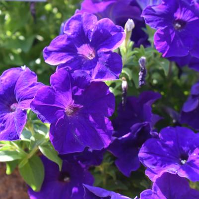 Petunia 'Lo Rider Blue'