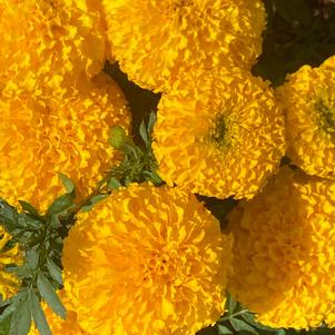 Marigold, french 'Siam Gold'