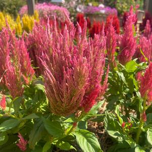 Celosia plumosa 'Pink'