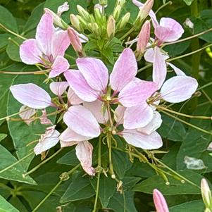 Cleome Sp. 'Pink Lady Imp.'