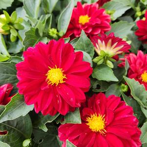 Dahlia 'Classy Carmine™'