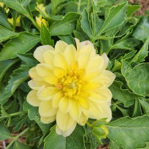 Dahlia 'Dayglo Yellow™'