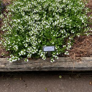 Scaevola aemula 'White (Imp)'