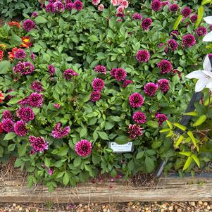 Dahlia 'Cranberry'
