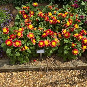 Dahlia 'FireBurst'
