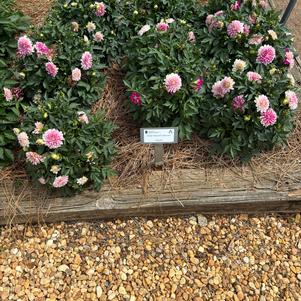 Dahlia 'Pink Lace'