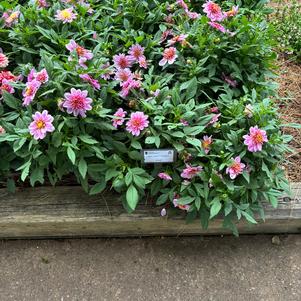 Dahlia 'PinkBurst'